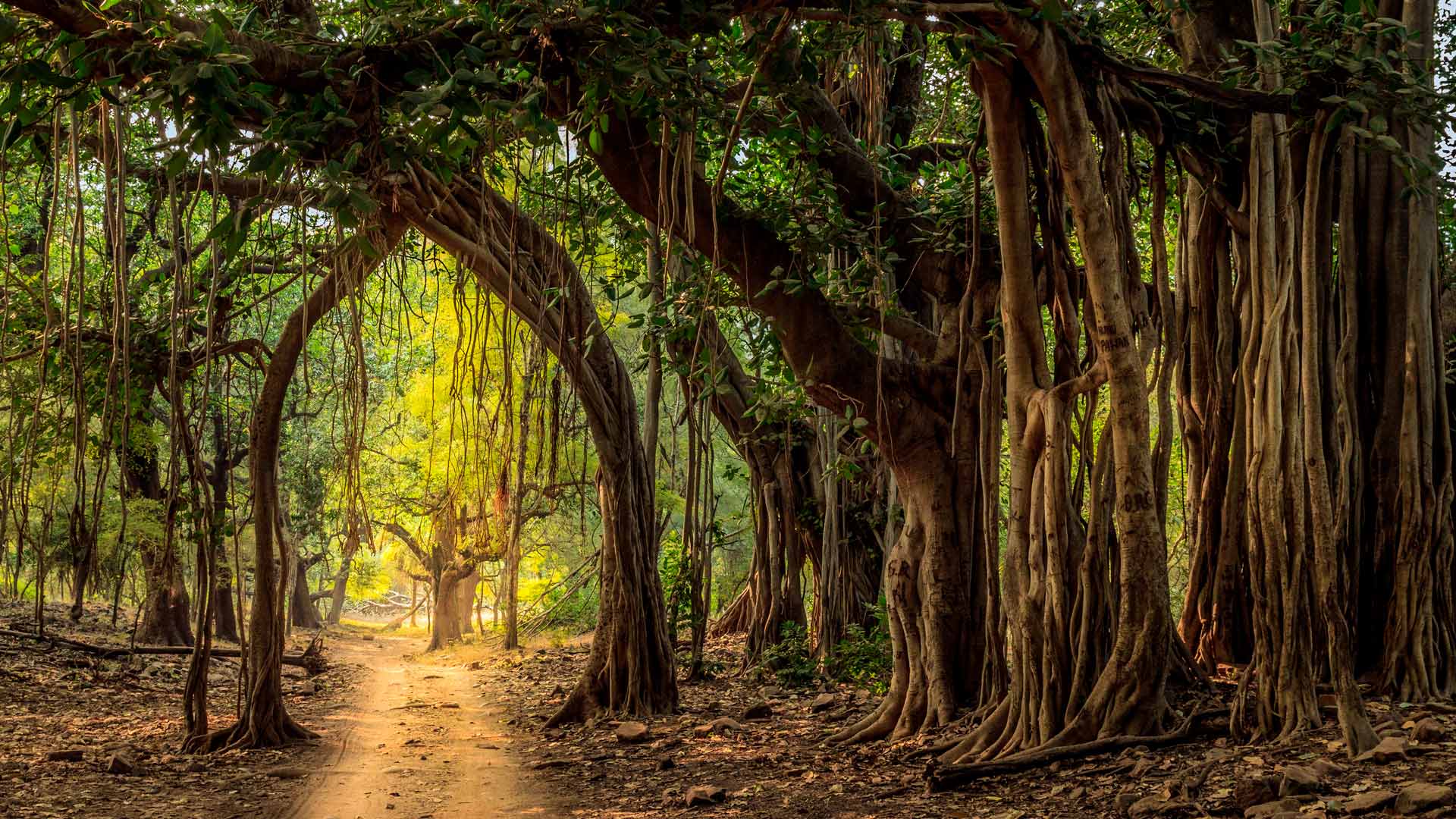 Jeep trail in Ranthambore National Park, India (© Lewis Kemper/Alamy Stock Photo)(Bing New Zealand)