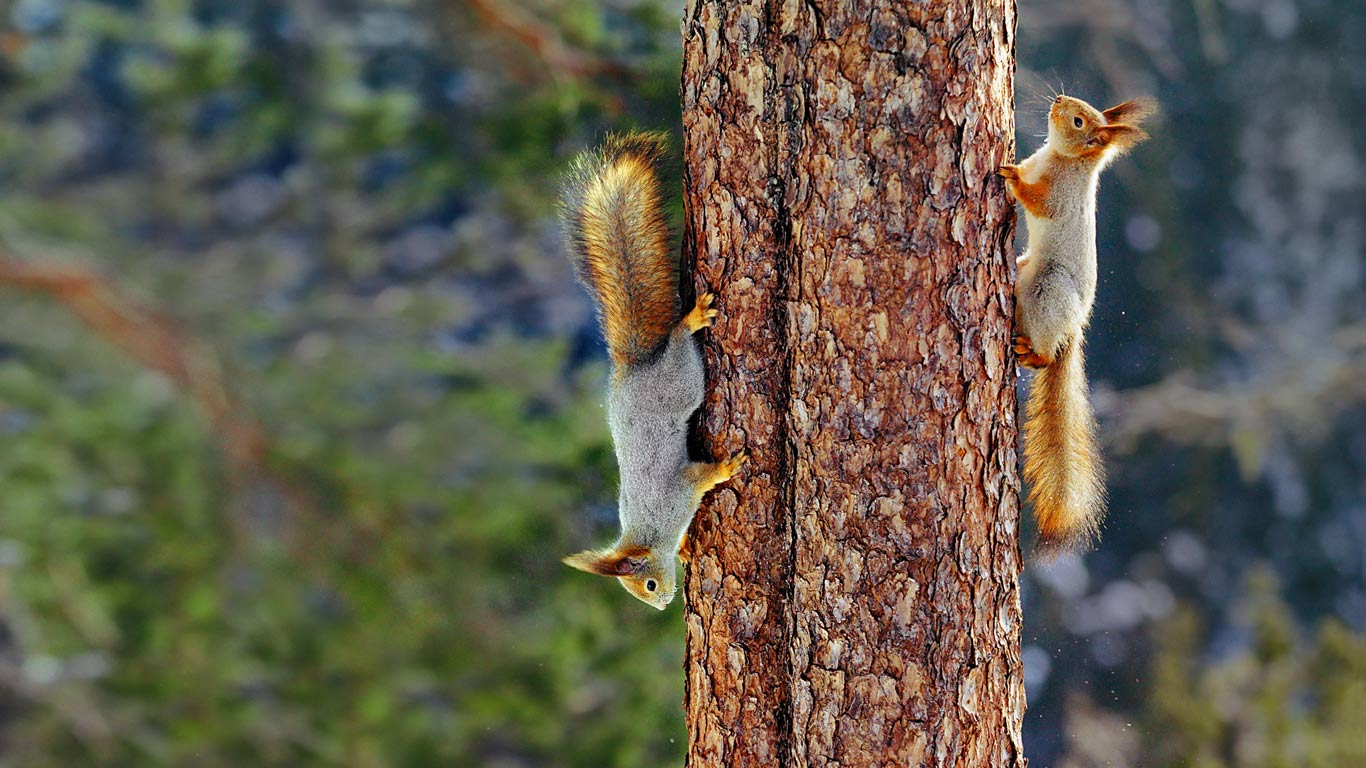 芬兰，欧亚红松鼠 (© Jorma Luhta/Minden Pictures)(Bing China)