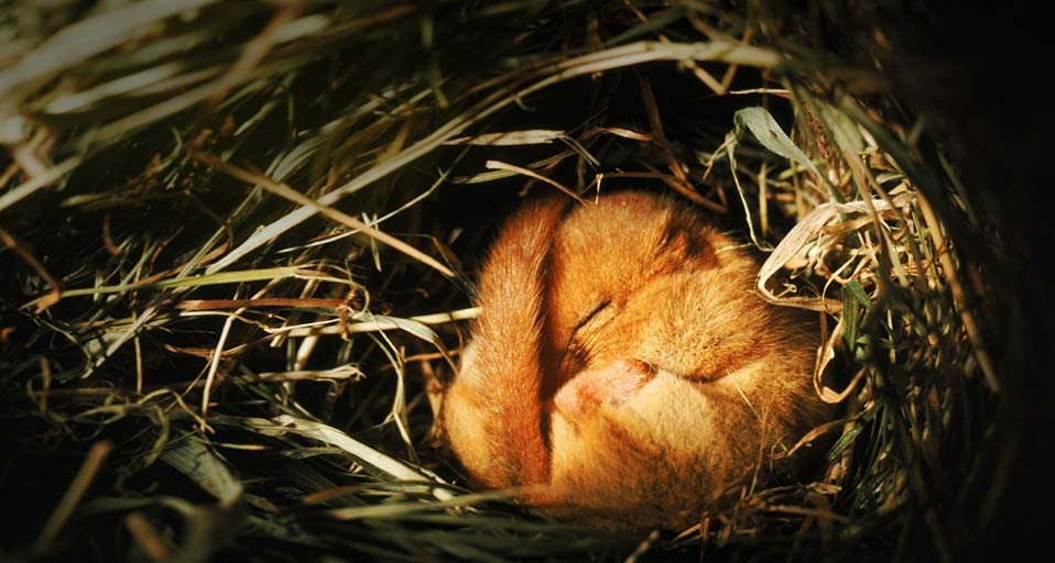 紧紧蜷缩在巢内冬眠的榛睡鼠 (© Nature Picture Library/Britain On View/Getty Images) &copy; (Bing China)
