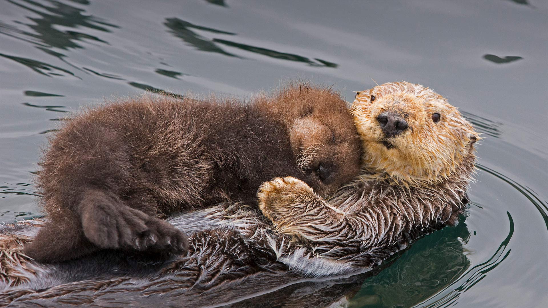 海獭妈妈和新生的幼崽，加利福尼亚州蒙特雷湾 (© Suzi Eszterhas/Minden Pictures)(Bing China)