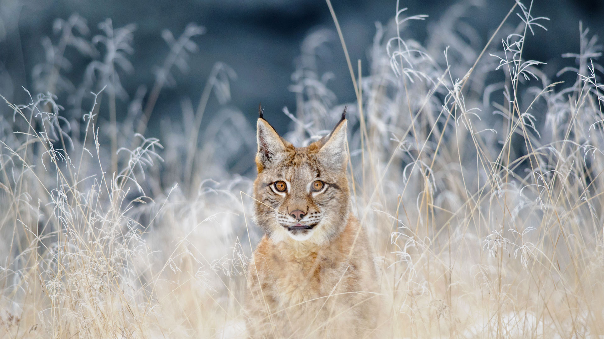 ｢ヨーロッパオオヤマネコ｣チェコ, ボヘミア＝モラヴィア高地 (© sduben/Getty Images Plus)(Bing Japan)