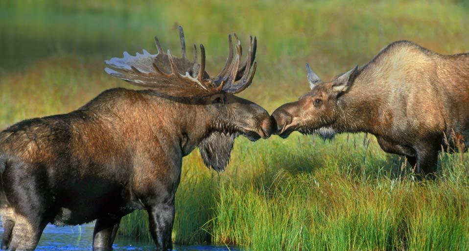 Pair of moose near Wonder Lake in Denali National Park, Alaska (© Alaska Stock/Alaska Stock Images)(Bing Canada)