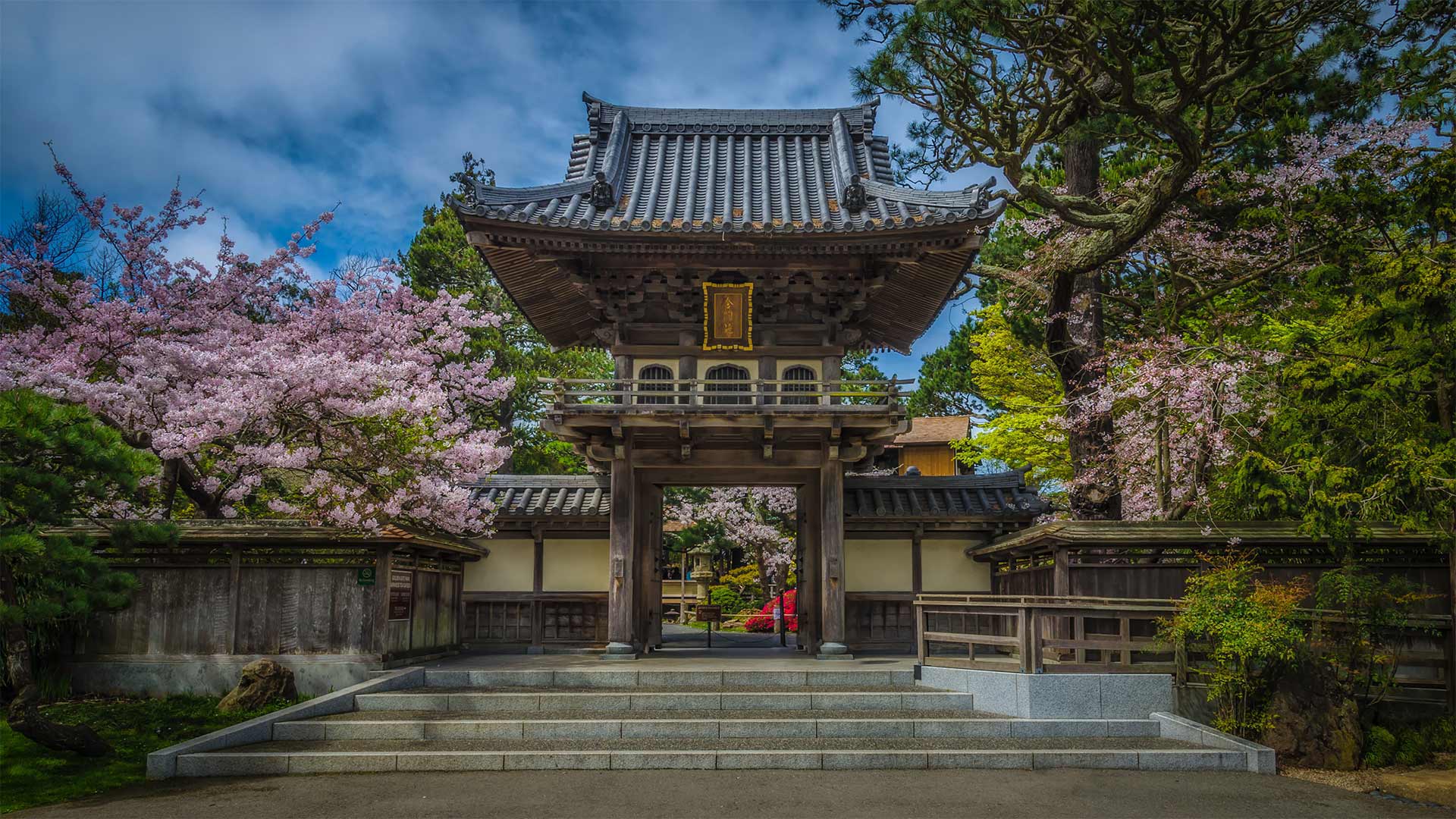 金门公园中日本茶园里盛开的樱花，加州旧金山  (© luisascanio/iStock/Getty Images)(Bing China)