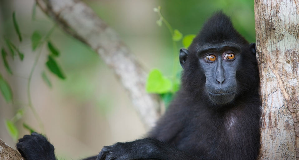 Celebes Crested Macaque resting in tree -- Jami Tarris/Corbis &copy; (Bing Canada)