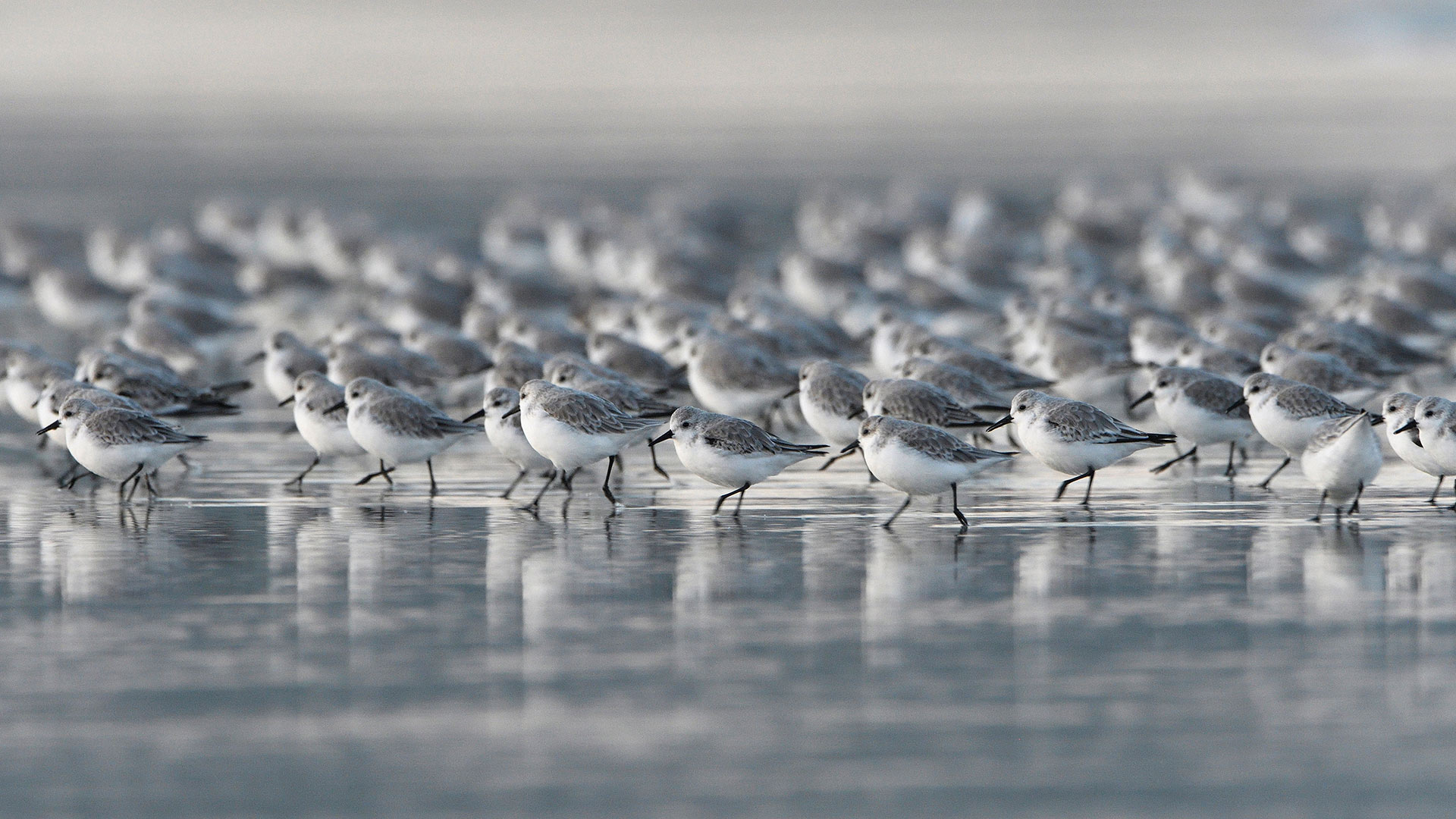 海滩上的三趾鹬，法国布列塔尼大区 (© Fabrice Cahez/Minden Pictures)(Bing China)