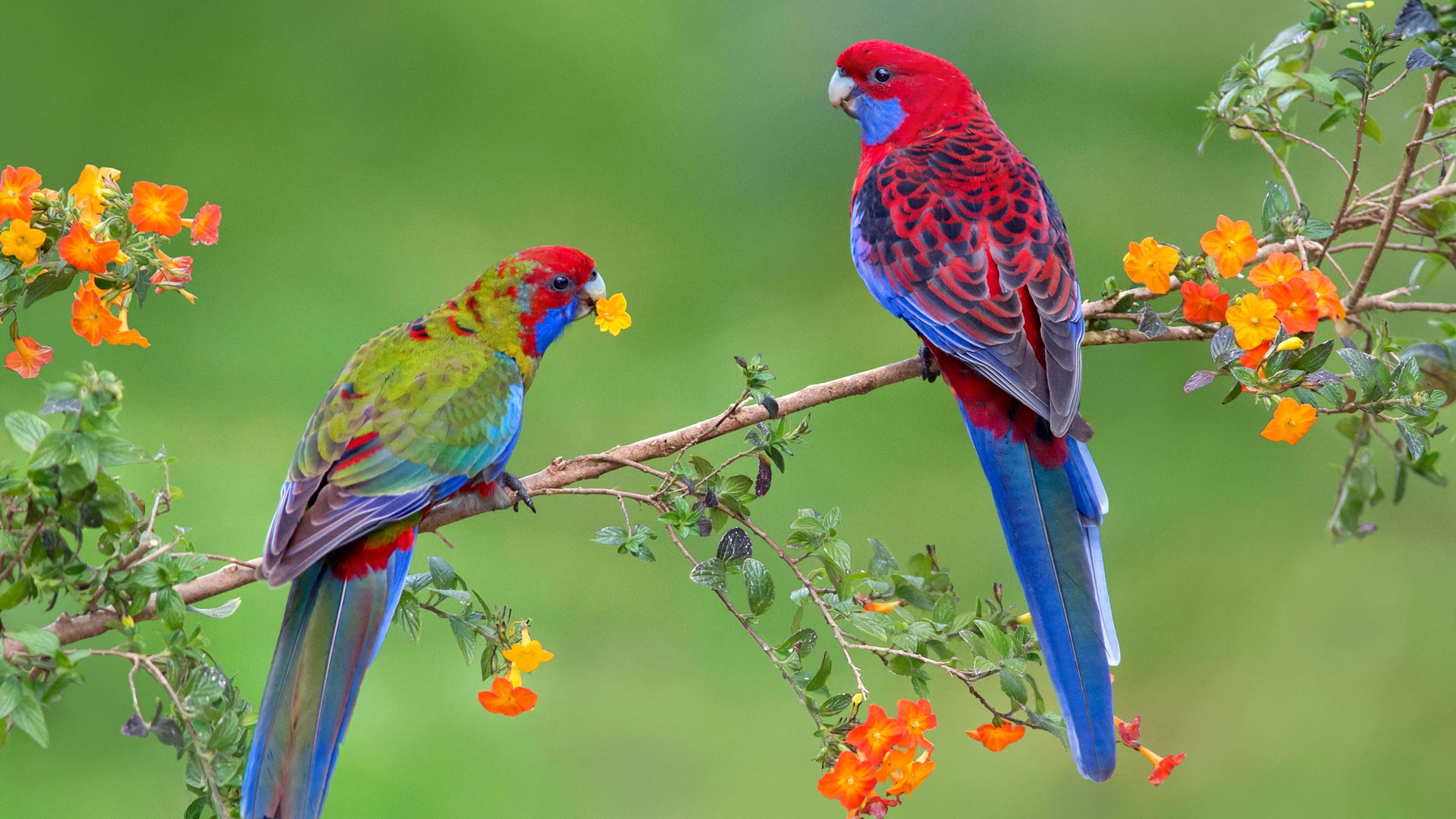 Crimson rosella with juvenile, Victoria, Australia (© Naser Alhujailan/plainpicture/Minden Pictures)(Bing Australia)
