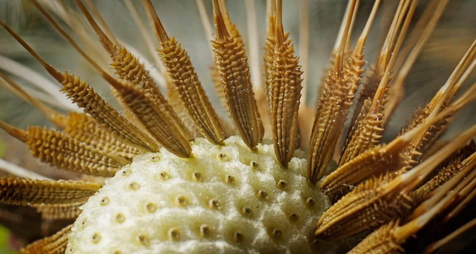Samen auf Löwenzahn (Taraxacum), Detail (©Andre Skonieczny/imagebroker/Corbis) &copy; (Bing Germany)