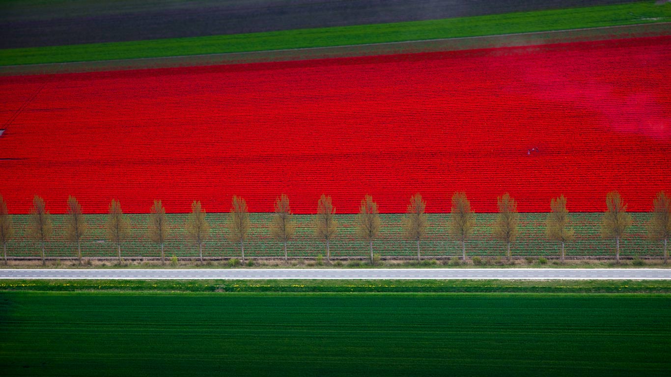 荷兰东北圩田，郁金香园 (© Siebe Swart/plainpicture)(Bing China)