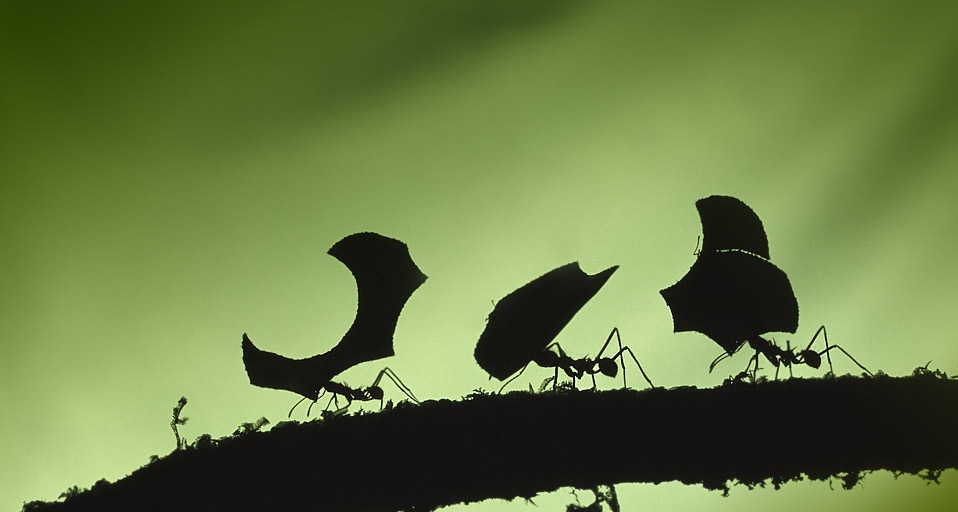 哥斯达黎加，布劳略卡里国家公园的切叶蚁 -- Photoshot/age fotostock &copy; (Bing China)