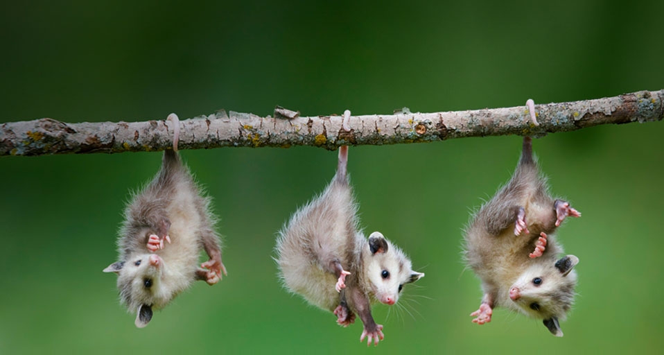 挂在树枝上的负鼠宝宝-- Frank Lukasseck/Corbis &copy; (Bing China)