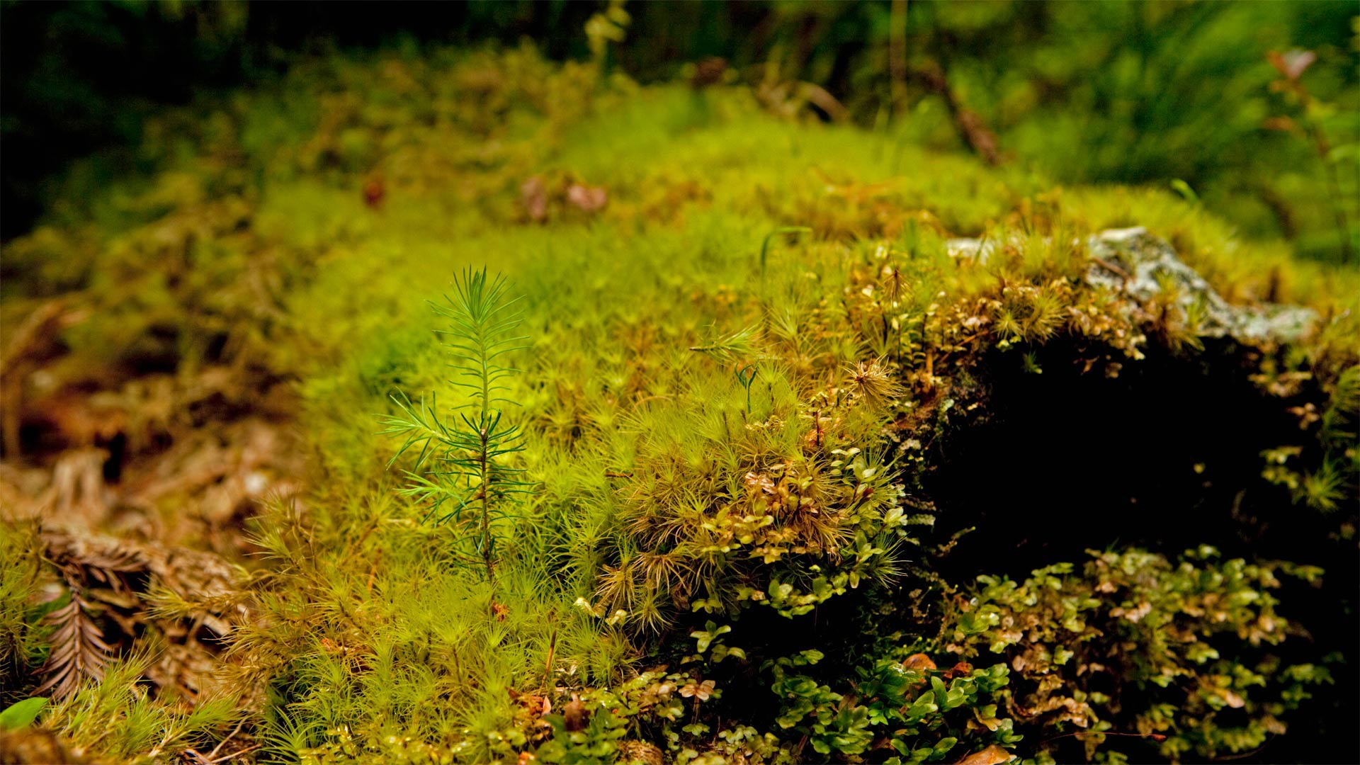 巨型红杉的小萌芽，加利福尼亚州 (© Hutch Axilrod/Getty Images)(Bing China)