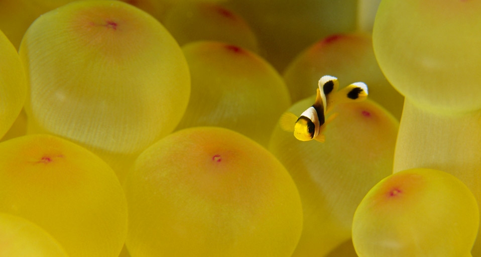 离不开海葵的小丑鱼 -- SIME/eStock Photo &copy; (Bing China)