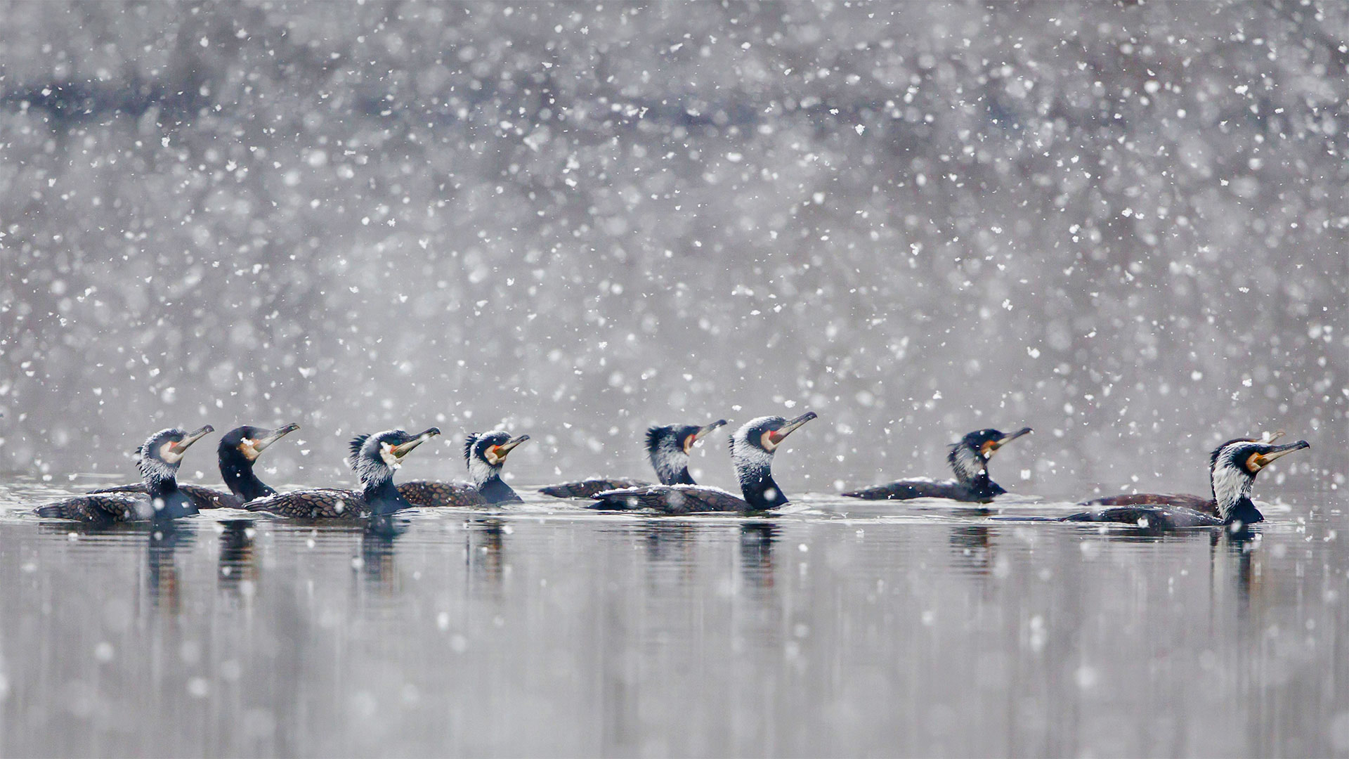 在暴风雪中畅游的鸬鹚，德国黑森州 (© Wilfried Martin/Getty Images)(Bing China)