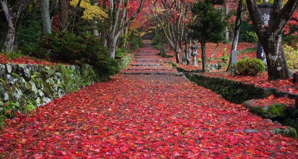 ｢鶏足寺｣滋賀県, 長浜 (© JTB Photo/ageFOTOSTOCK) &copy; (Bing Japan)