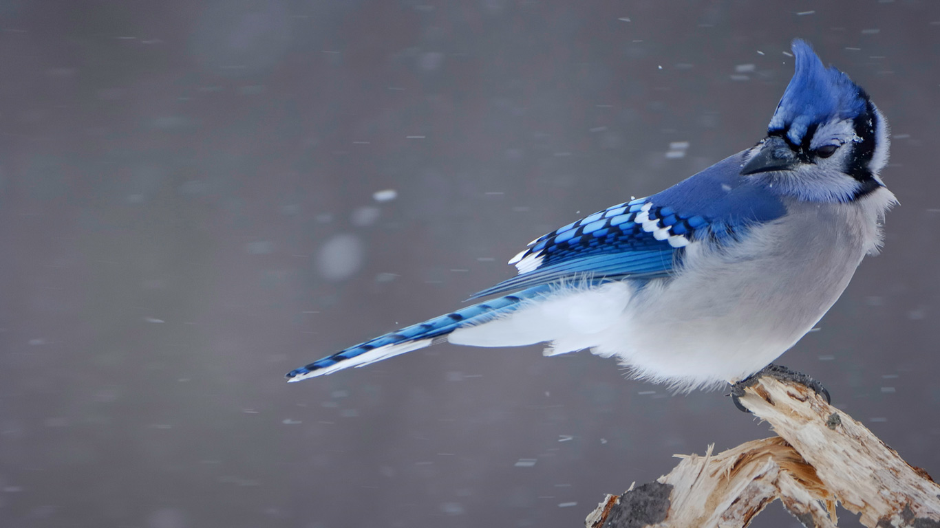 蓝松鸦 (© Christophe Sidamon-Pesson/Minden Pictures)(Bing China)