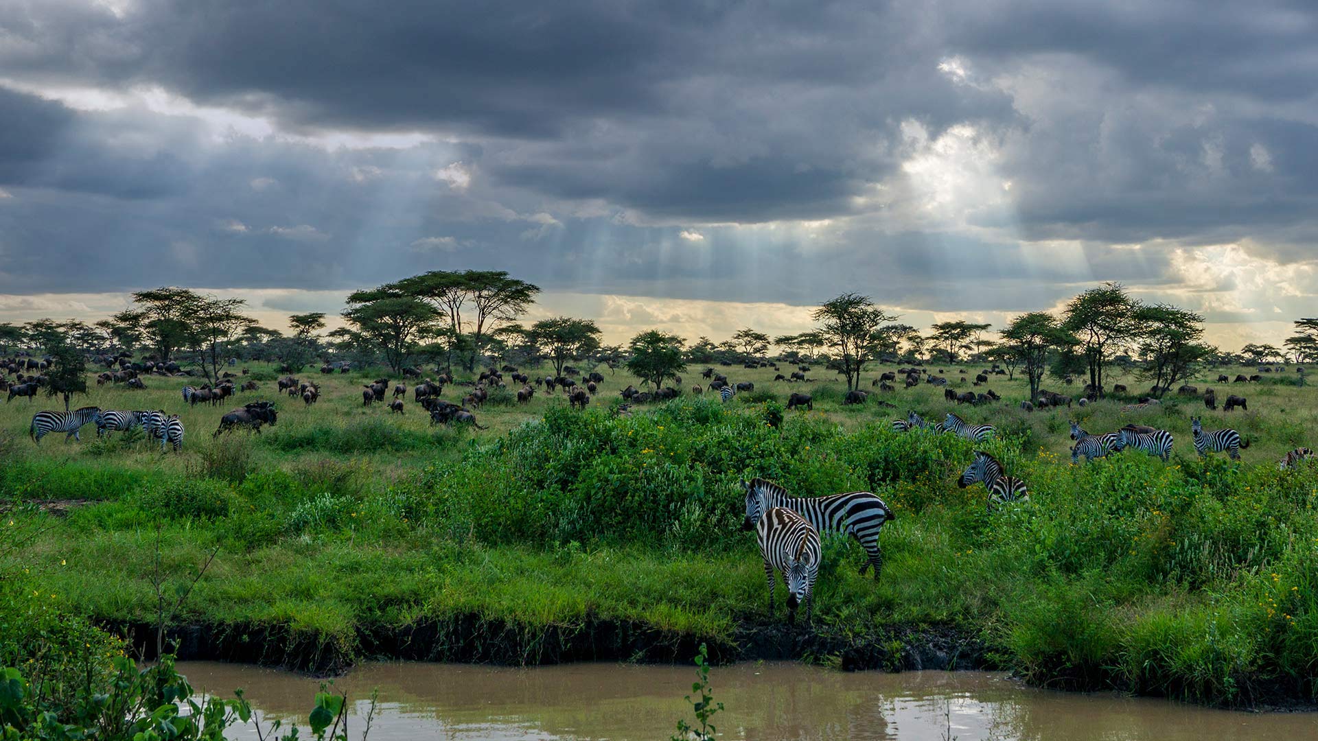 坦桑尼亚塞伦盖蒂国家公园的斑马和角马 (© Raffi Maghdessian/Cavan Images)(Bing China)
