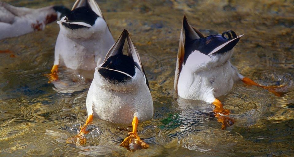 德国萨克森州三只将头埋在水中的雁鸭 (© S Meyers/Blickwinkel/age fotostock) &copy; (Bing China)