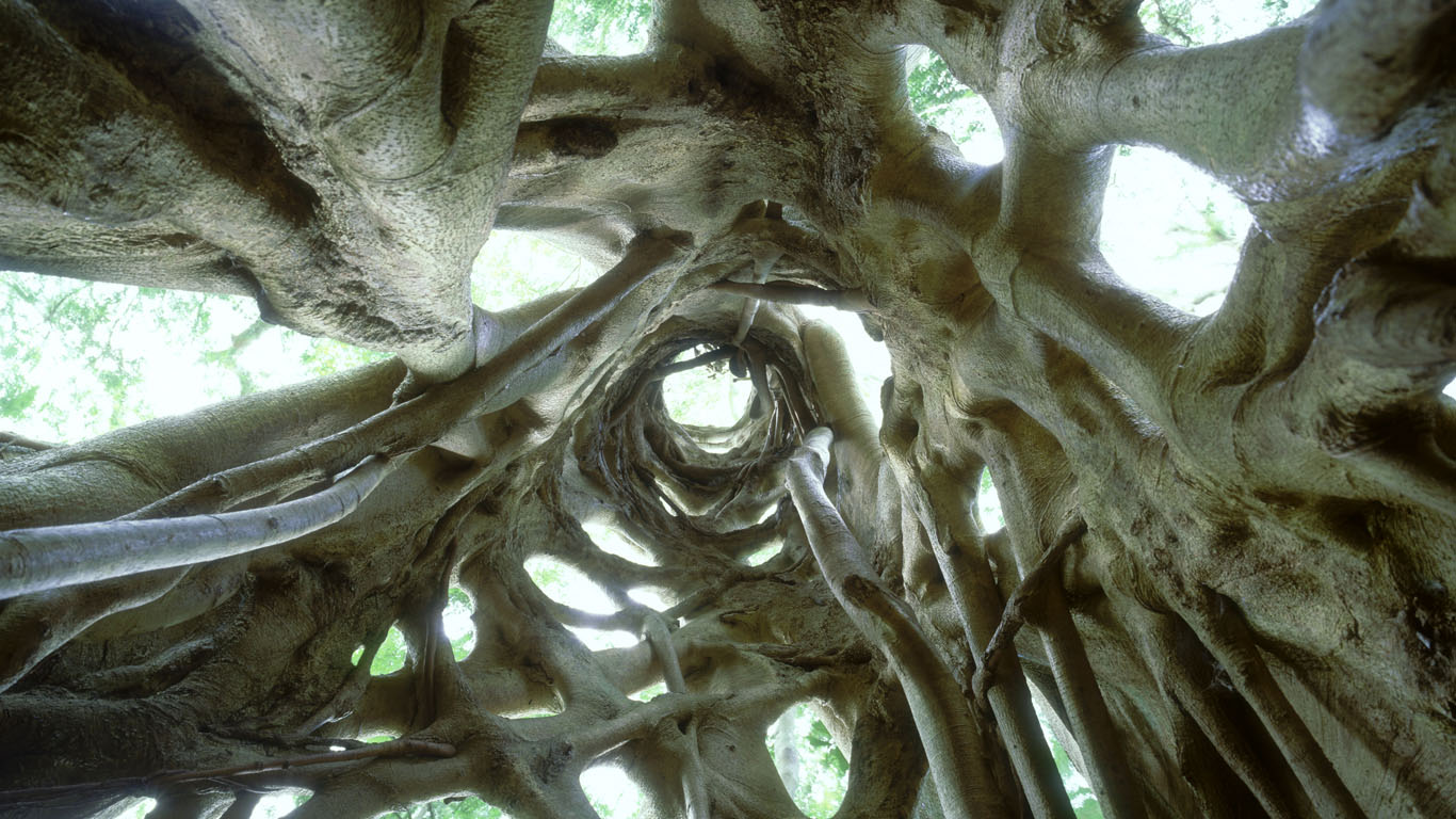 Strangler Fig tree in Bunya Mountains National Park, Queensland (© Ted Mead/Photolibrary/Getty Images)(Bing Australia)