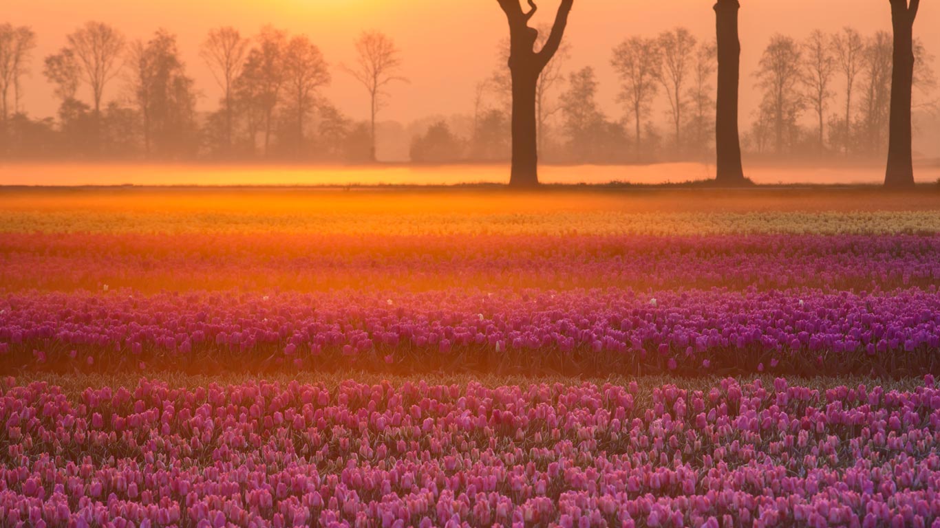 赫罗洛村附近的郁金香，荷兰德伦特省 (© plainpicture/Buiten-Beeld/Karin Broekhuijsen)(Bing China)