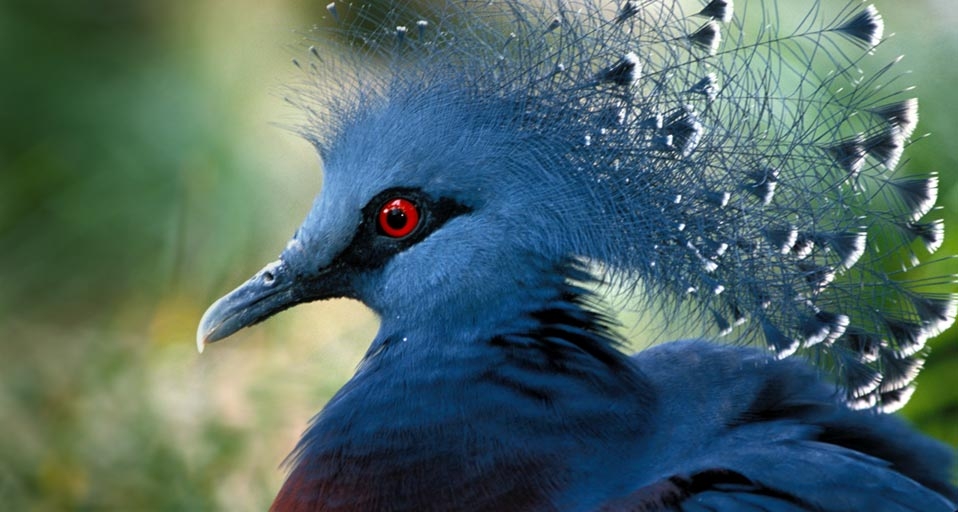 凤冠鸠 -- Mark Newman/Photolibrary &copy; (Bing China)