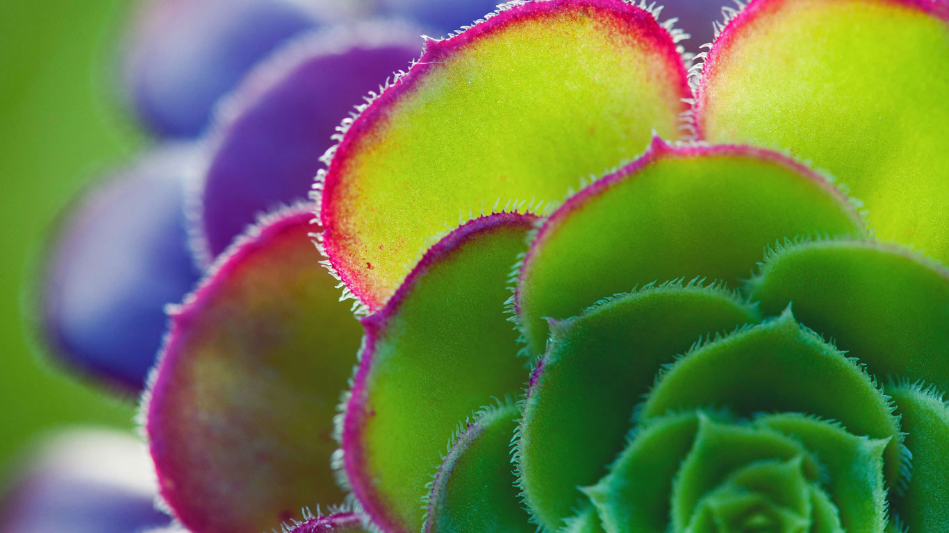莲花掌属叶子的细节 (© Tim Gainey/Alamy)(Bing China)