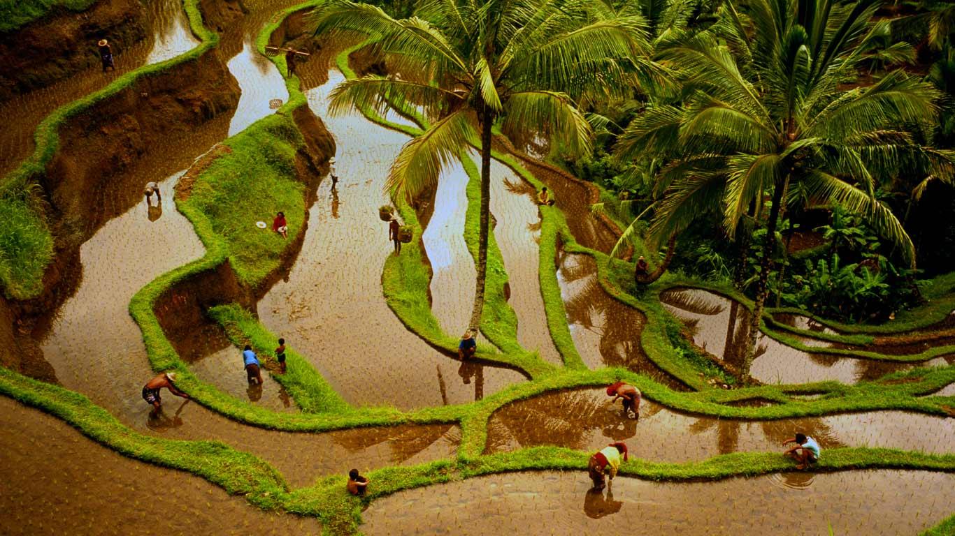｢棚田で働く人々｣インドネシア, バリ (© Denis Waugh/Getty Images)(Bing Japan)