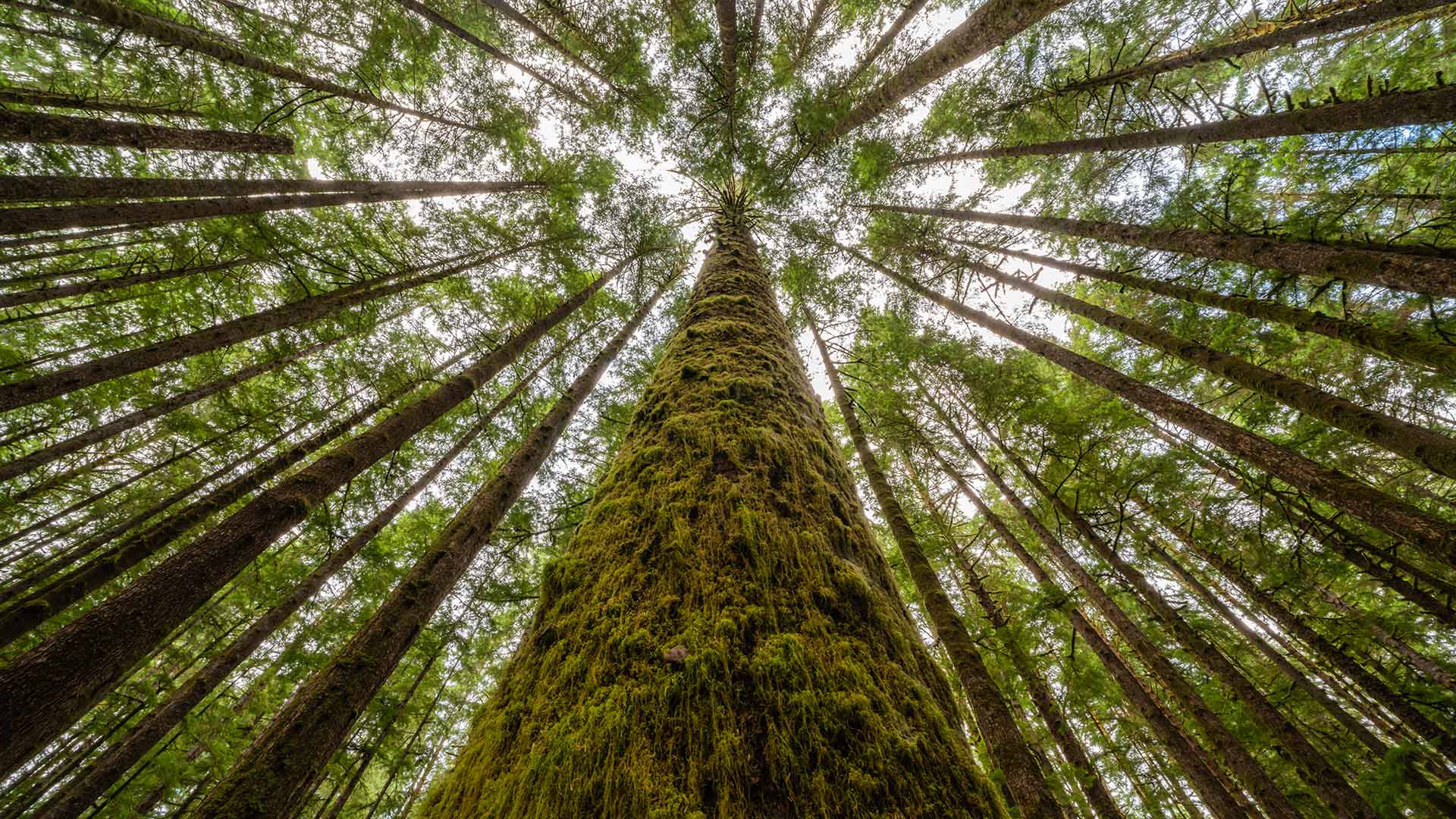 Moss-covered trees and ferns in a rainforest along Nile Creek, near Campbell River, B.C. (© Robert Postma/Plainpicture)(Bing Canada)