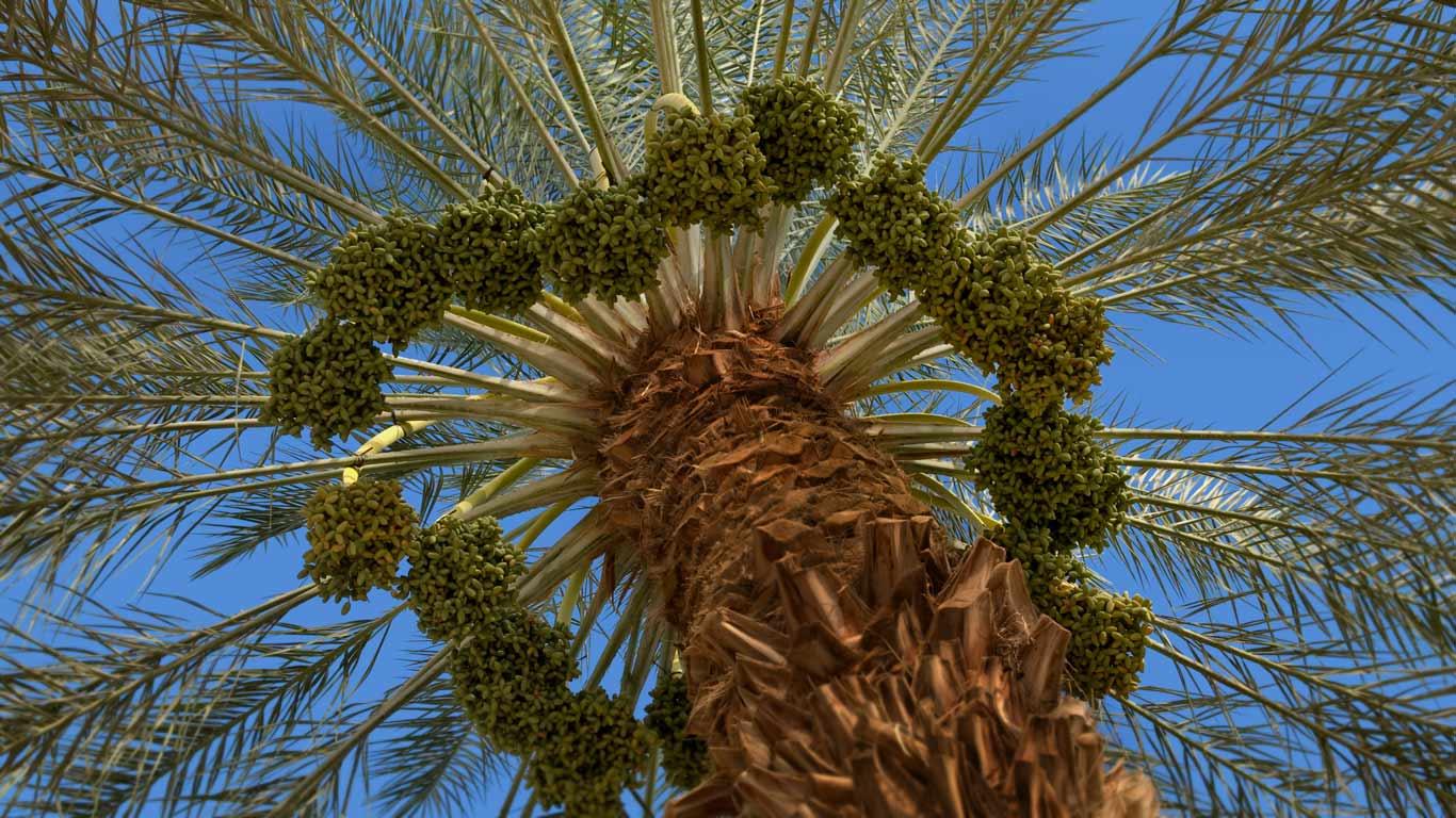 Dattelpalme mit Fruchtstand (© Noam Armonn/Corbis)(Bing Deutschland)