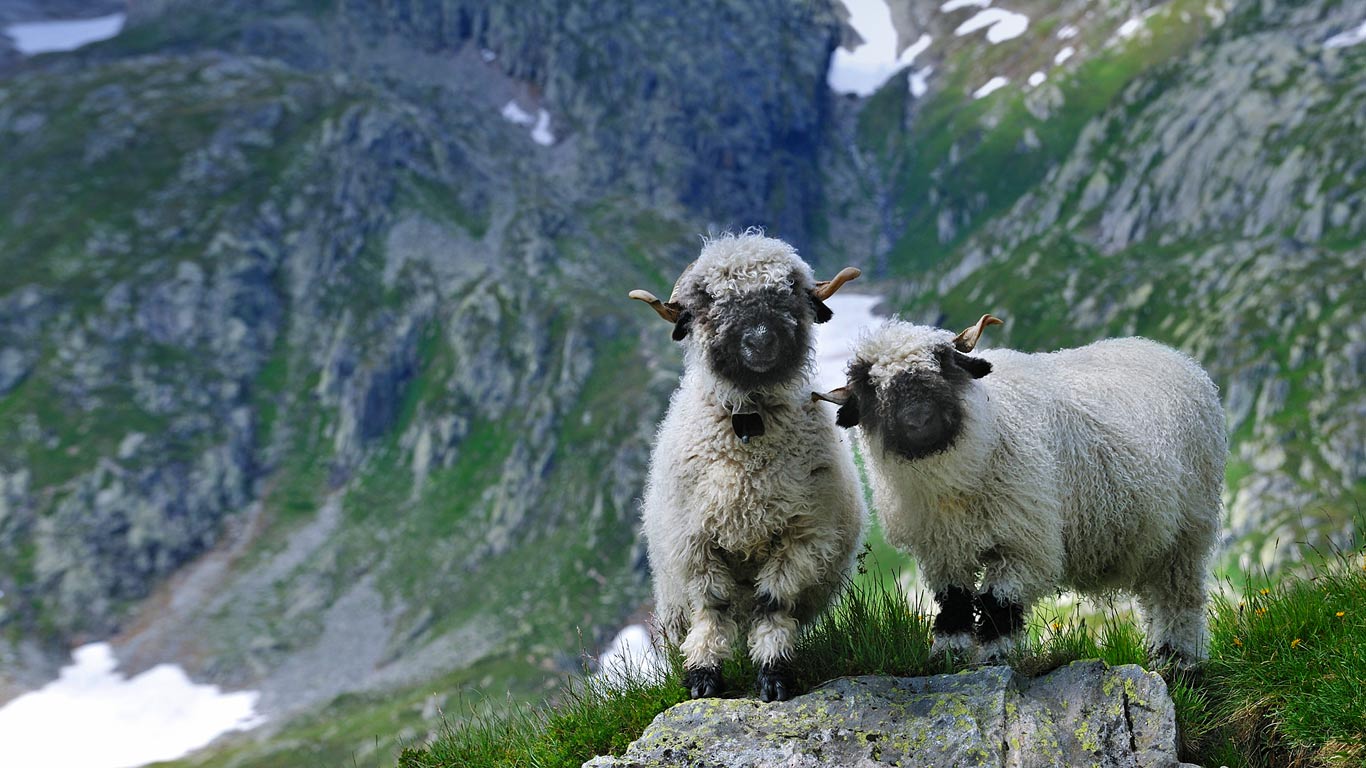 瑞士瓦莱州的瓦莱黑鼻羊 (© NaturePL/SuperStock)(Bing China)