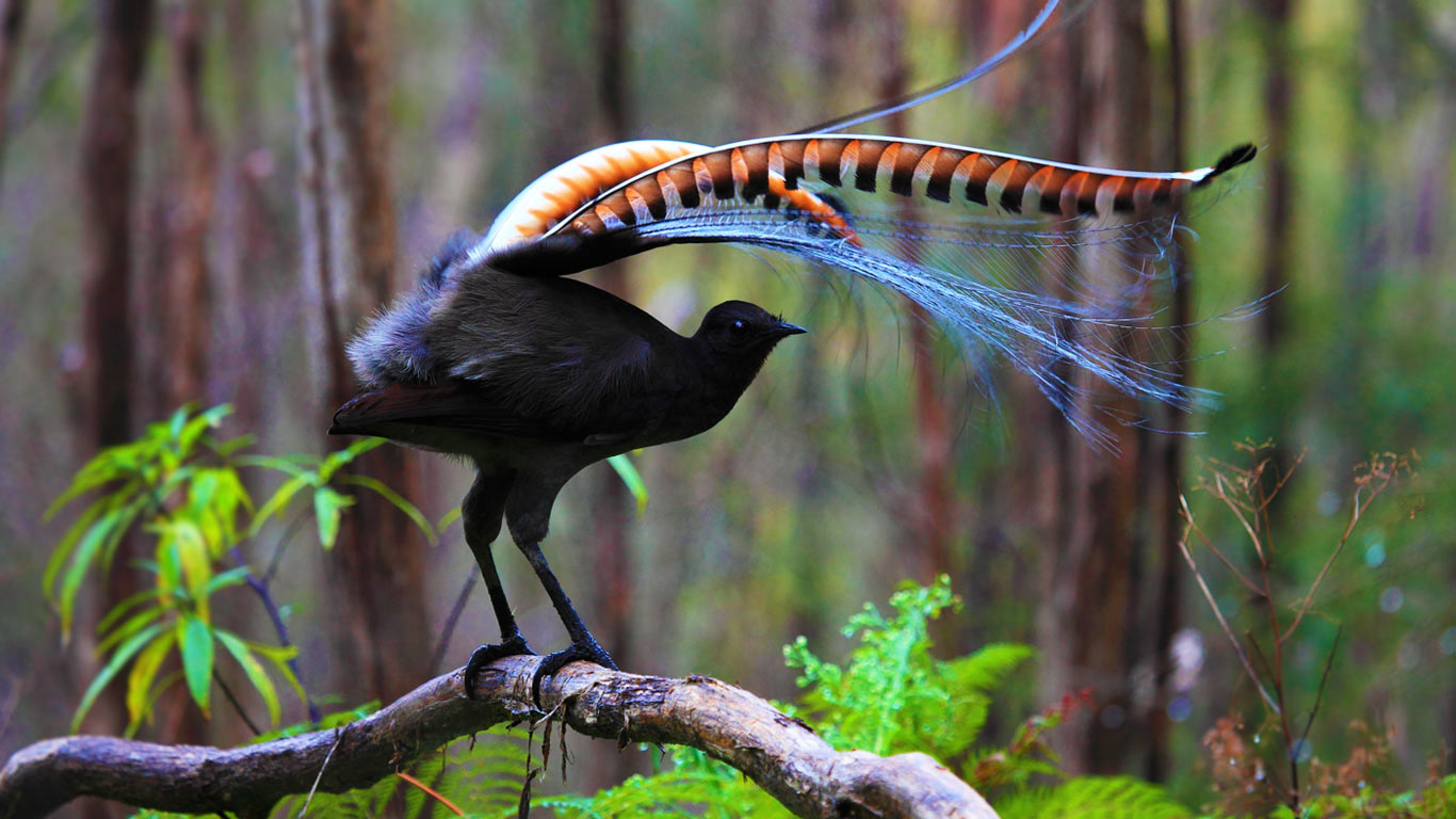 Superb lyrebird in Marysville State Forest, Australia (© Donovan Wilson/500px)(Bing Canada)