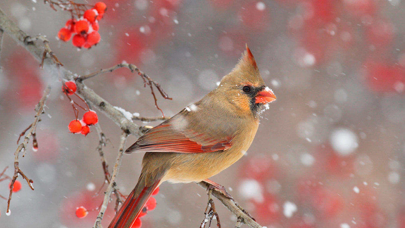 一只雌性北美红雀 (© Matthew Studebaker/Minden Pictures)(Bing China)