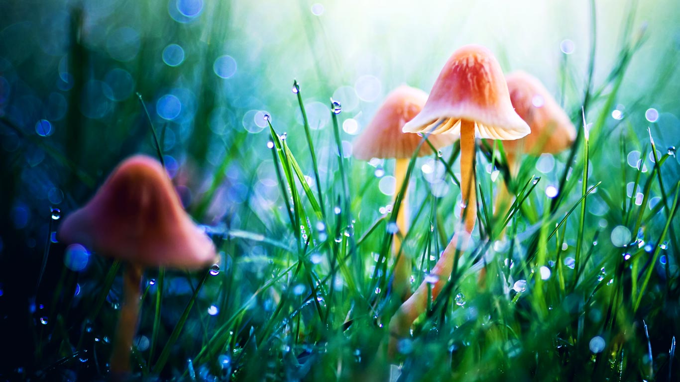微距拍摄的梦幻仙境，草地中的蘑菇与露珠 (© Sylvia Cook Photography/Getty Images)(Bing China)