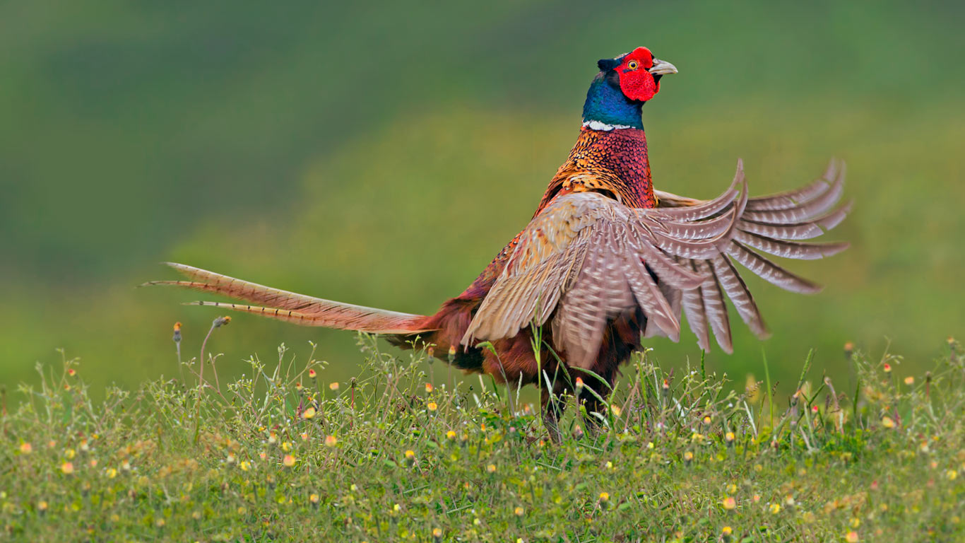 荷兰特克塞尔，雄性环颈雉 (© Thomas Hinsche/Corbis)(Bing China)