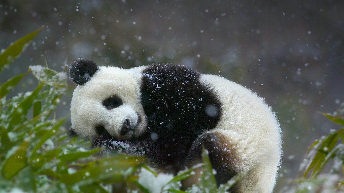 四川省卧龙国家级自然保护区内的大熊猫幼仔 (© Keren Su/Corbis)(Bing China)