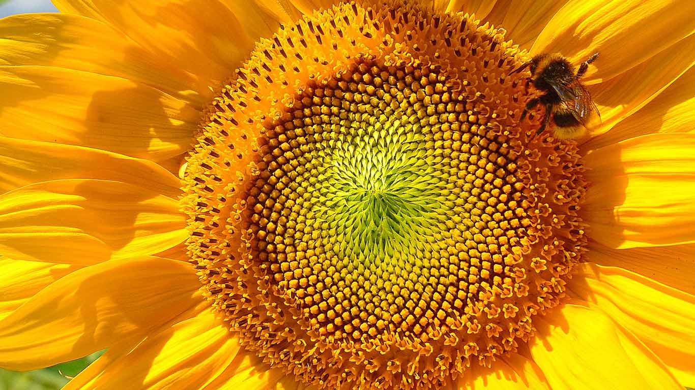 Hummel und Sonnenblume, Viechtach, Bayern, Deutschland (© Rüdiger Hess/geo-select FotoArt)(Bing Deutschland)