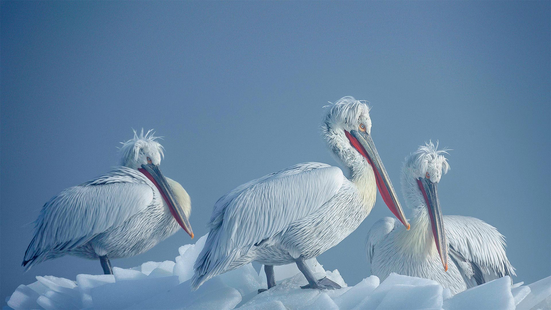 冰上的卷羽鹈鹕，希腊凯尔基尼湖 (© Guy Edwardes/Minden Pictures)(Bing China)
