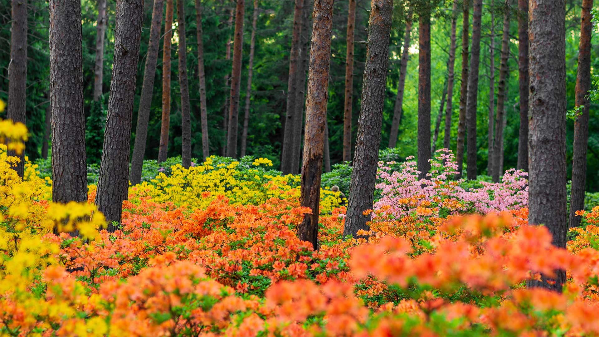 赫尔辛基的哈加杜鹃花公园，芬兰 (© Samuli Vainionpää/Getty Images)(Bing China)
