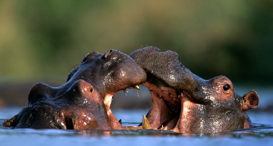 Hippopotamus males fighting in Kruger National Park, South Africa (© Nigel Dennis/Gallo Images/Getty Images) &copy; (Bing Canada)