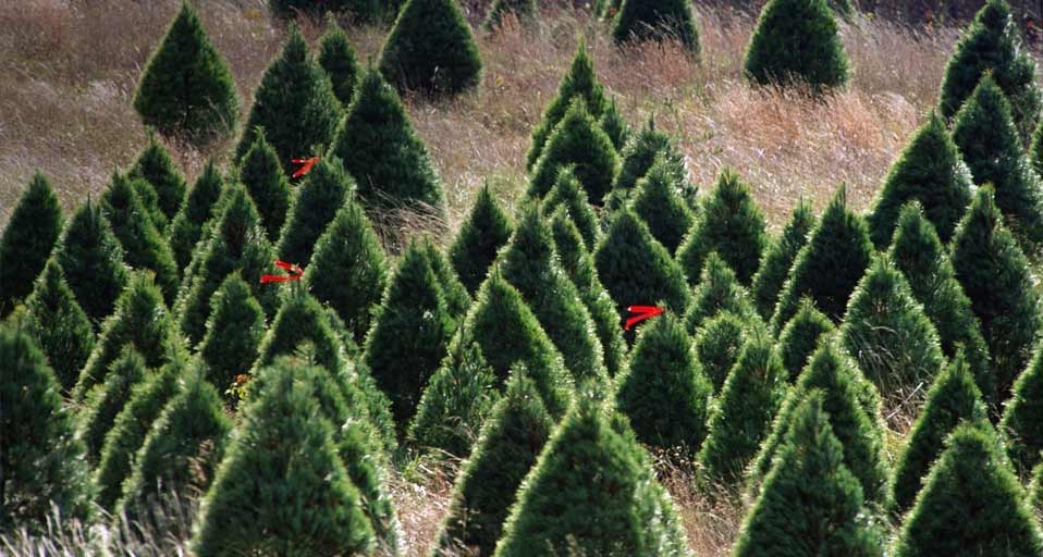 圣诞树农场 (© Ocean/Corbis) &copy; (Bing China)