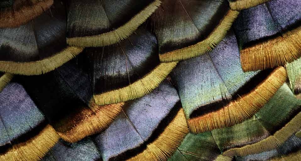 火鸡的羽毛 -- Darrell Gulin/Getty Images &copy; (Bing China)