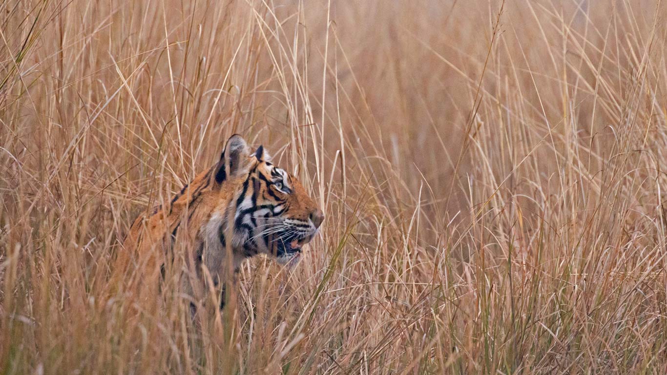 Königstiger im Ranthambhore-Nationalpark, Indien (© Andy Rouse/Minden Pictures)(Bing Deutschland)