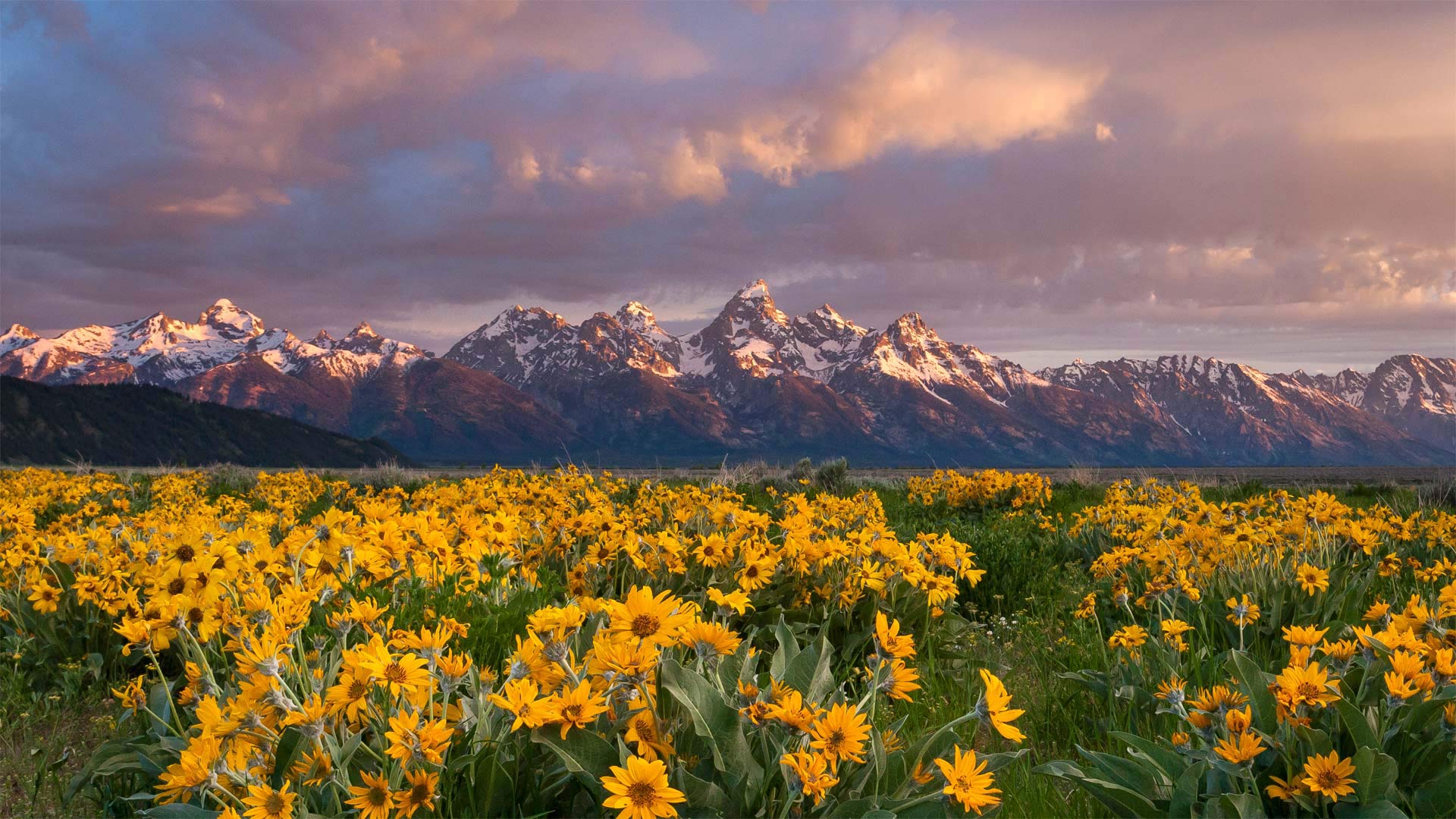山下盛开的箭叶脂根菊，美国大提顿国家公园 (© Mike Cavaroc/Tandem Stills + Motion)(Bing China)