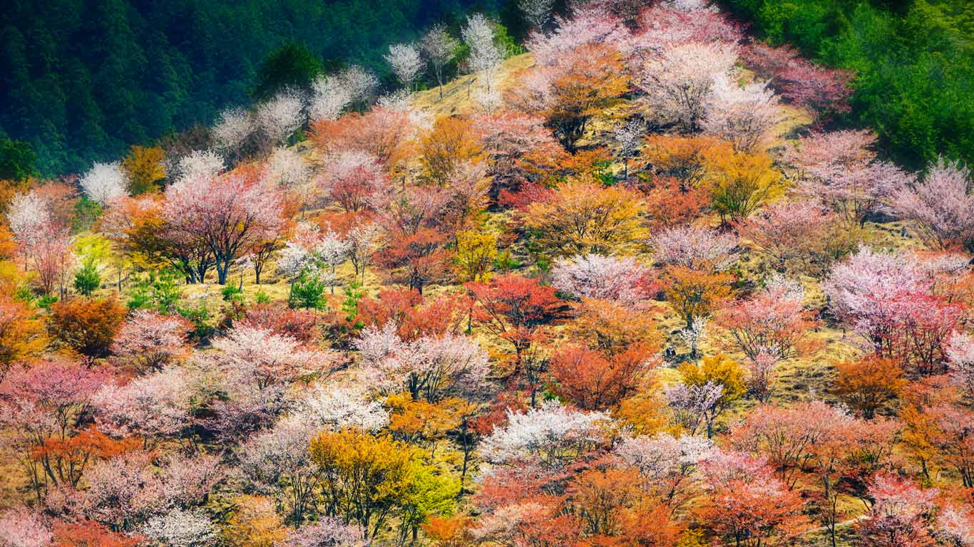 Spring on Mount Yoshino in Nara Prefecture, Japan (© Sean Pavone/Alamy)(Bing Canada)