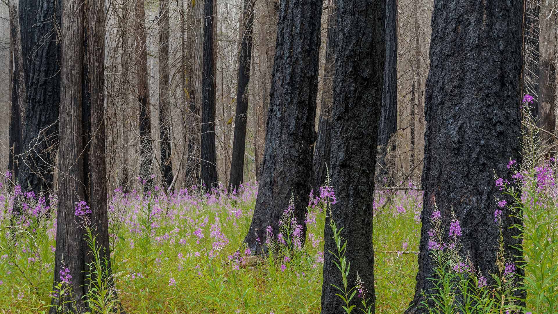 华盛顿州北瀑布国家公园中的柳兰 (© Danita Delimont/Getty Images)(Bing China)
