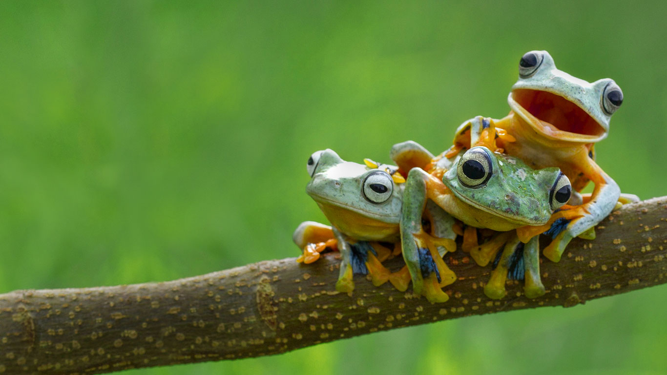 Black-webbed tree frogs (© Hendy MP/Solent News/REX)(Bing Canada)