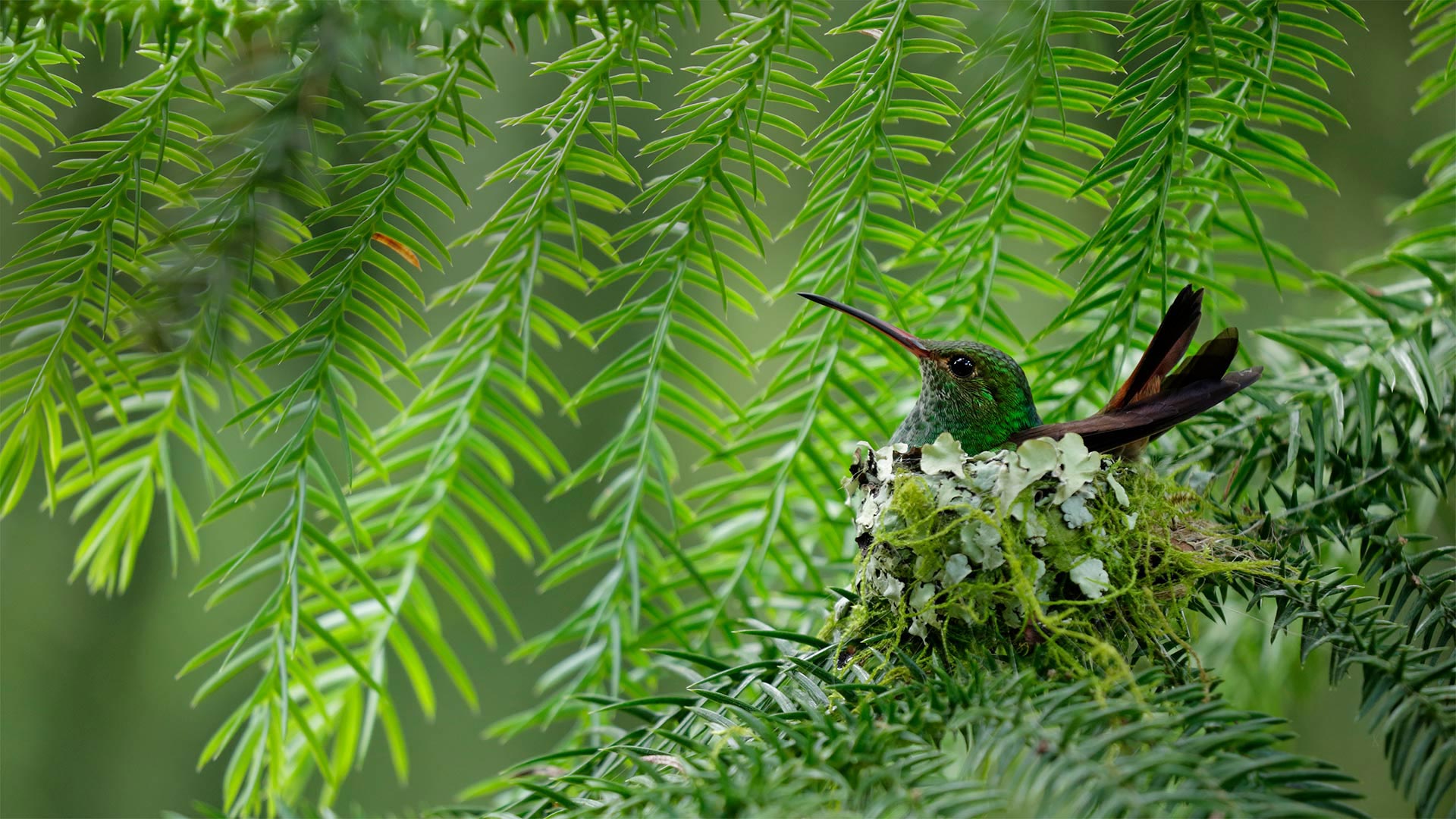 哥斯达黎加的一只棕尾蜂鸟 (© Juan Carlos Vindas/Getty Images)(Bing China)