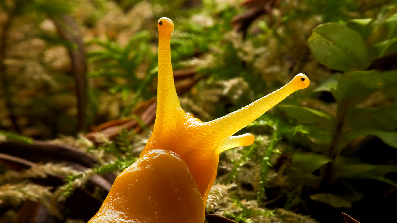 Banana slug in Prairie Creek Redwoods State Park, California (© Michael Nichols/Getty Images)(Bing Canada)