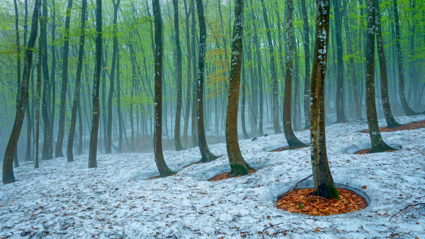 日本，十日町，山毛榉森林 (© JTB Photo/age fotostock)(Bing China)