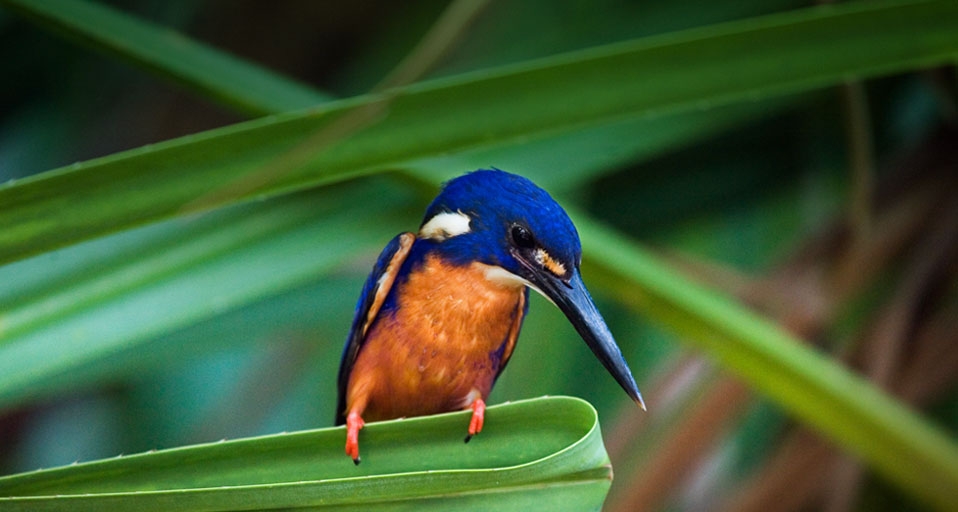 Azure Kingfisher in the Yellow Water Wetlands, Kakadu National Park, Northern Territory (© Andrew Watson/Photolibrary/Getty Images) &copy; (Bing Australia)