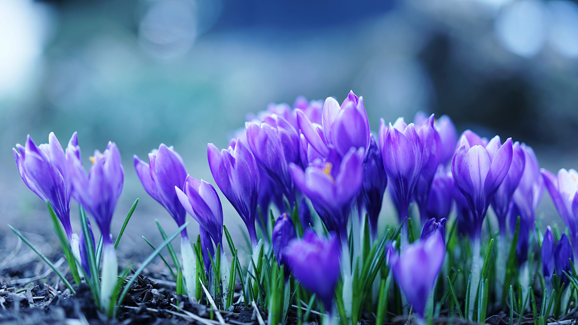 藏红花 (© Hayami Yanagisawa/Getty Images)(Bing China)